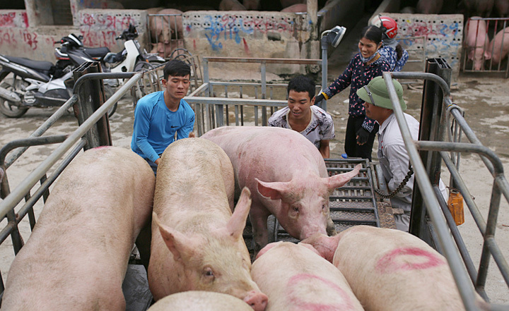Giá lợn hơi hôm nay 17/10: Có nơi tăng 1.000 - 2.000 đồng/kg - Ảnh 1