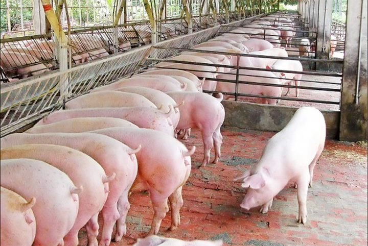 Giá lợn hơi hôm nay 18/10: Dao động từ 60.000 - 76.000 đồng/kg - Ảnh 1