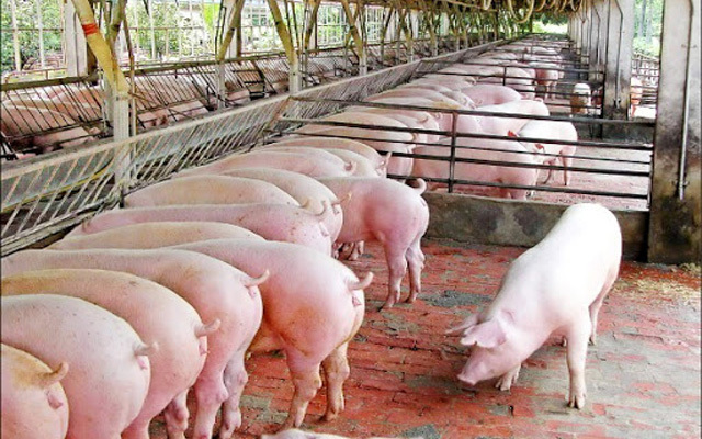Giá lợn hơi hôm nay 20/9: Dao động từ 79.000 - 84.000 đồng/kg - Ảnh 1