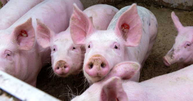 Giá lợn hơi hôm nay 21/8: Giảm nhẹ, cao nhất vẫn ở mức 87.000 đồng/kg - Ảnh 1