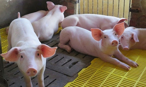 Giá lợn hơi hôm nay 23/9: 2 miền Bắc - Nam giảm 1.000 - 3.000 đồng/kg - Ảnh 1