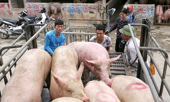 Giá lợn hơi hôm nay 24/10: Tiếp tục tăng, cao nhất đạt 77.000 đồng/kg - Ảnh 1