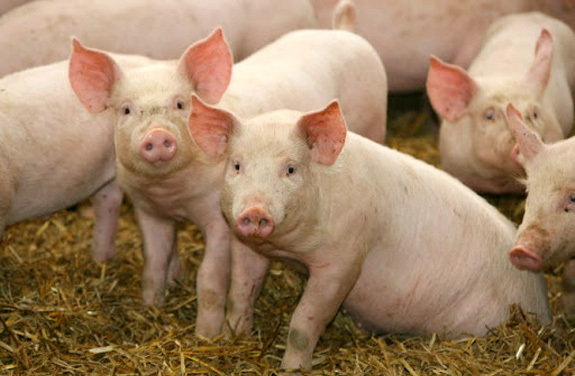 Giá lợn hơi hôm nay 24/9: Cả 3 miền tiếp tục giảm 1.000 - 4.000 đồng/kg - Ảnh 1