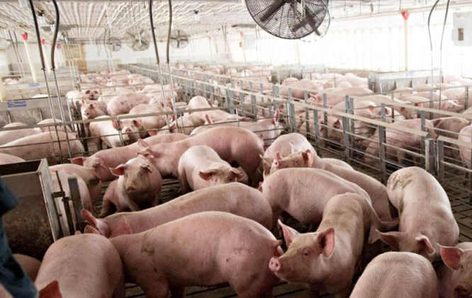 Giá lợn hơi hôm nay 26/10: Có nơi tăng 1.000 - 2.000 đồng/kg - Ảnh 1