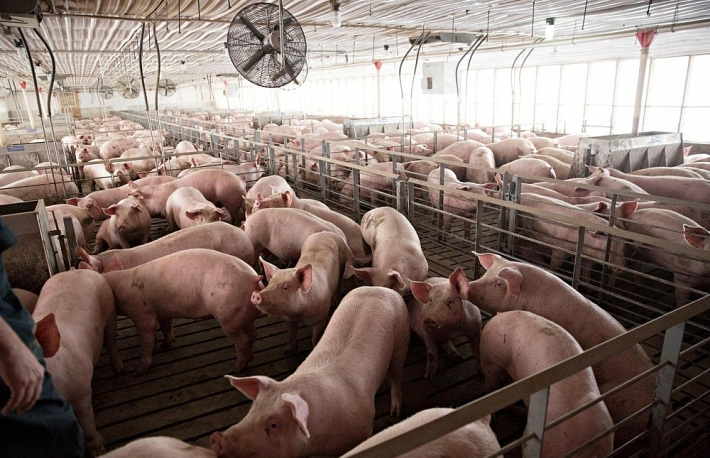 Giá lợn hơi hôm nay 26/8: 2 miền Bắc - Nam tiếp tục giảm 1.000 - 4.000 đồng/kg - Ảnh 1