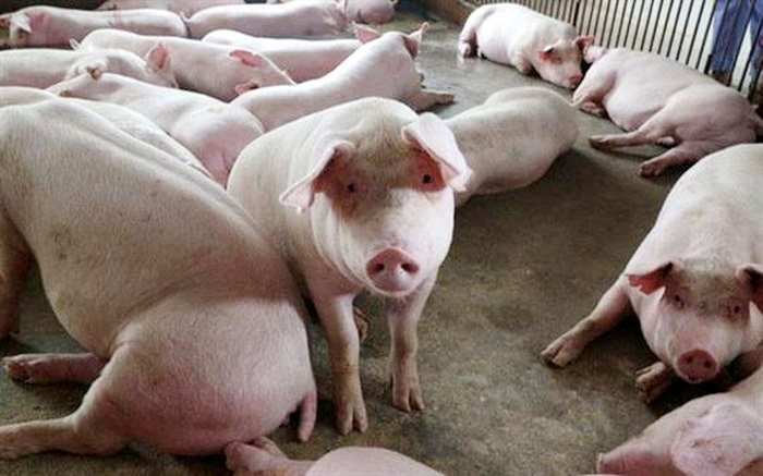 Giá lợn hơi hôm nay 27/8: Đồng loạt giảm, hiện dao động từ 78.000 - 85.000 đồng/kg - Ảnh 1