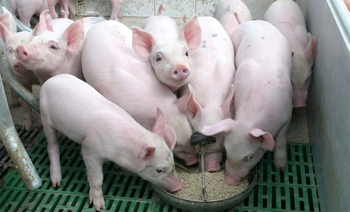 Giá lợn hơi hôm nay 27/9: Cao nhất đạt 83.000 đồng/kg - Ảnh 1