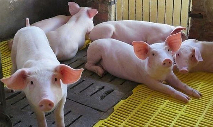 Giá lợn hơi hôm nay 28/7: Tăng nhẹ trên cả 3 miền, dao động từ 81.000 - 92.000 đồng/kg - Ảnh 1
