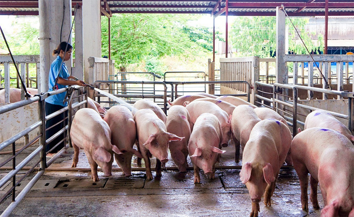 Giá lợn hơi hôm nay 29/10: Tăng không ngừng, sắp cán mốc 80.000 đồng/kg - Ảnh 1