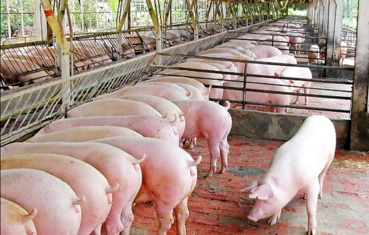 Giá lợn hơi hôm nay 29/9: Biến động từ 1.000 - 4.000 đồng/kg - Ảnh 1