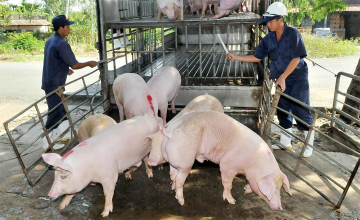 Giá lợn hơi hôm nay 30/10: Tiếp tục tăng từ 1.000 - 2.000 đồng/kg, Việt Nam nhập thêm thịt lợn từ Mỹ? - Ảnh 1