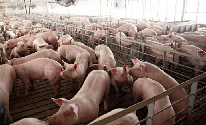 Giá lợn hơi hôm nay 31/8: Miền Bắc và miền Trung giảm từ 1.000 - 5.000 đồng/kg - Ảnh 1