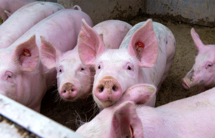 Giá lợn hơi hôm nay 4/9: Tiếp tục giảm nhẹ 1.000 - 2.000 đồng/kg - Ảnh 1