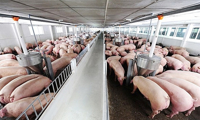 Giá lợn hơi hôm nay 5/8: Cả 3 miền giảm nhẹ từ 1.000 - 2.000 đồng/kg - Ảnh 1