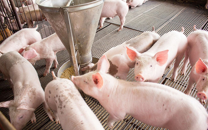 Giá lợn hơi hôm nay 6/8: 2 miền Bắc - Nam tiếp tục giảm từ 1.000 - 2.000 đồng/kg - Ảnh 1