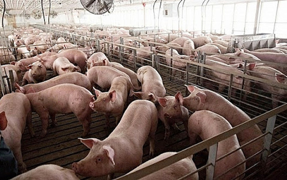 Giá lợn hơi hôm nay 7/10: Nhiều địa phương giảm 4.000 - 5.000 đồng/kg - Ảnh 1