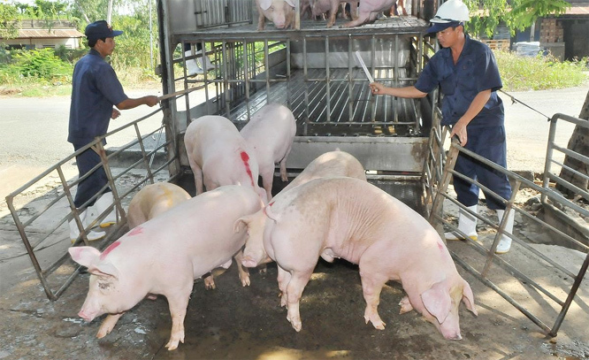 Giá lợn hơi hôm nay 7/7: Tiếp tục tăng từ 1.000 - 3.000 đồng/kg - Ảnh 1