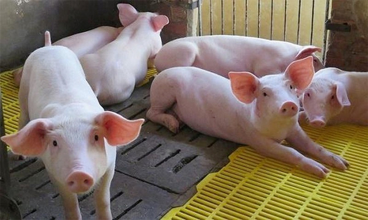 Giá lợn hơi hôm nay 7/9: Tiếp tục giảm từ 1.000 - 3.000 đồng/kg - Ảnh 1