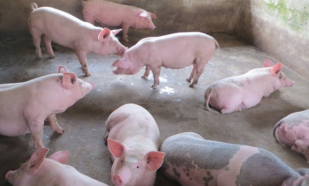 Giá lợn hơi hôm nay 9/10: Cả 3 miền giảm mạnh 1.000 - 5.000 đồng/kg - Ảnh 1