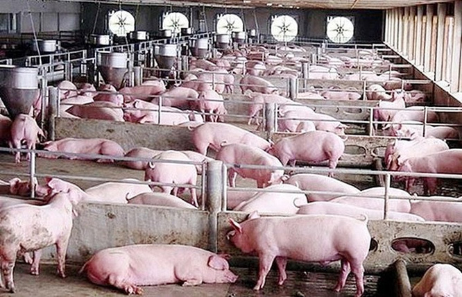 Giá lợn hơi hôm nay 12/8: Tiếp tục giảm mạnh từ 1.000 - 5.000 đồng/kg - Ảnh 1