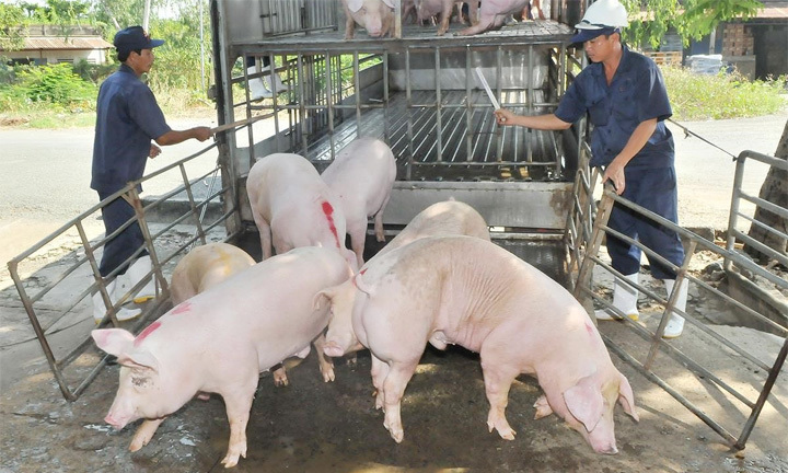 Giá lợn hơi hôm nay 13/8: Có nơi tăng 1.000 - 2.000 đồng/kg - Ảnh 1