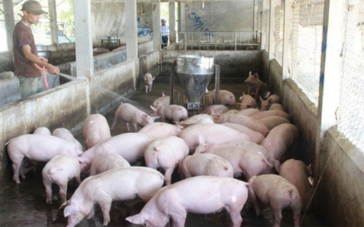 Giá lợn hơi hôm nay 16/8: Dao động trong khoảng từ 80.000 - 87.000 đồng/kg - Ảnh 1