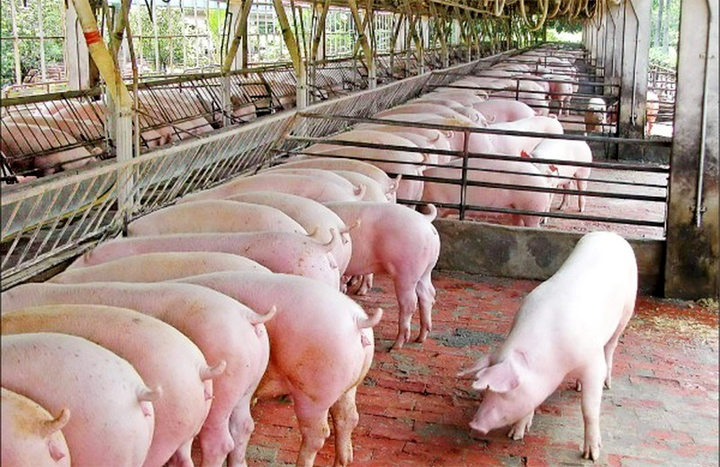Giá lợn hơi hôm nay 29/8: Vẫn tiếp đà giảm, hiện dao động từ 78.000 - 82.000 đồng/kg - Ảnh 1
