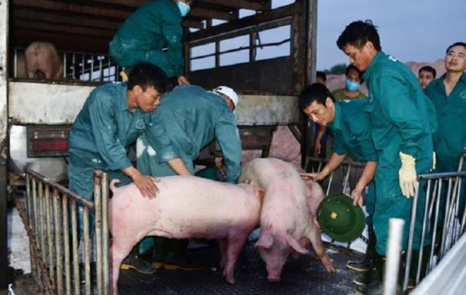 Giá lợn hơi hôm nay 30/7: Thiếu nguồn cung và giá tăng, Thái Lan chính thức giảm xuất khẩu thịt lợn - Ảnh 1