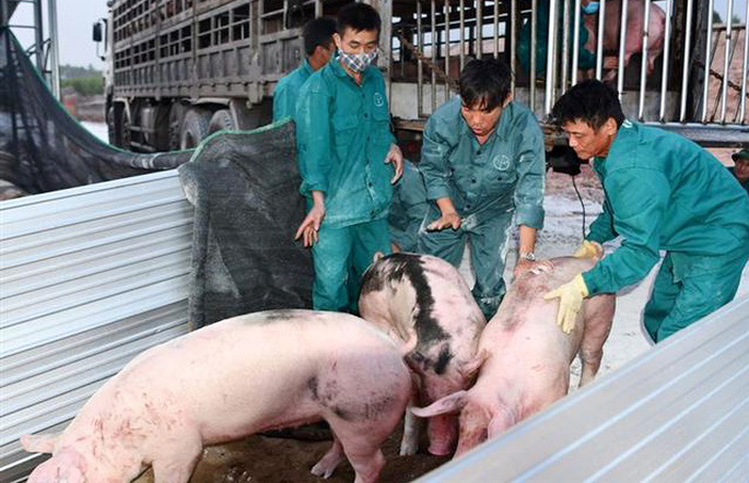 Thịt ngoại ồ ạt vào Việt Nam, giá lợn trong nước đã giảm gần 20.000 đồng/kg - Ảnh 1