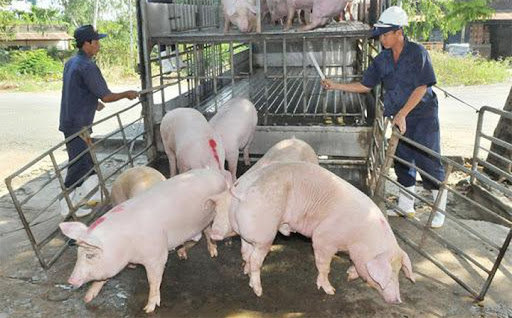 Giá lợn hơi hôm nay 25/7: Bộ Công Thương lập đoàn kiểm tra liên ngành mặt hàng thịt lợn - Ảnh 1