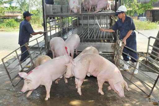 Giá heo hơi hôm nay 16/7: Thái Lan cấm xuất khẩu heo sống sang Việt Nam - Ảnh 1
