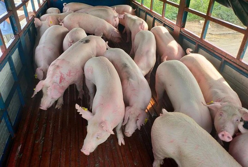 Giá lợn hơi hôm nay 2/7: Lợn Thái Lan dồn dập đổ về, giá trong nước vẫn tăng - Ảnh 1