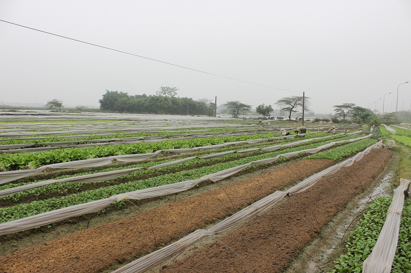 Huyện Thạch Thất: Sản xuất rau an toàn hiệu quả kinh tế cao - Ảnh 1
