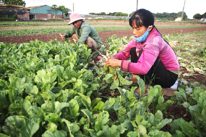 Thúc đẩy chuyển dịch lao động nông thôn - Ảnh 1