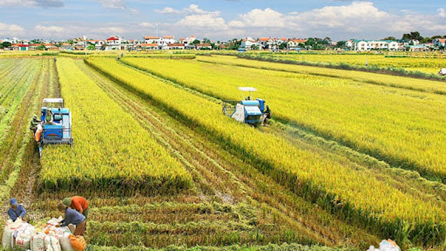 Bộ Nông nghiệp ủng hộ Hà Nội chuyển đổi hơn 40.000ha đất trồng lúa - Ảnh 1