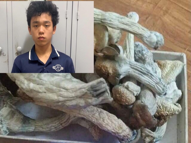 Hà Nội: Khởi tố nam thanh niên trồng “nấm ma túy” mang đi bán - Ảnh 1