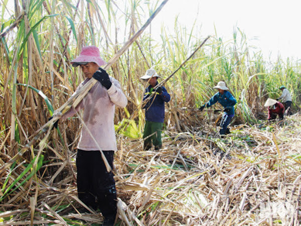 Bộ Công Thương điều tra chống bán phá giá với sản phẩm đường mía Thái Lan - Ảnh 1