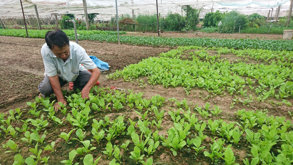 Hợp tác xã Lĩnh Nam đẩy mạnh cung ứng nông sản vào chuỗi hàng hóa tiêu dùng - Ảnh 4