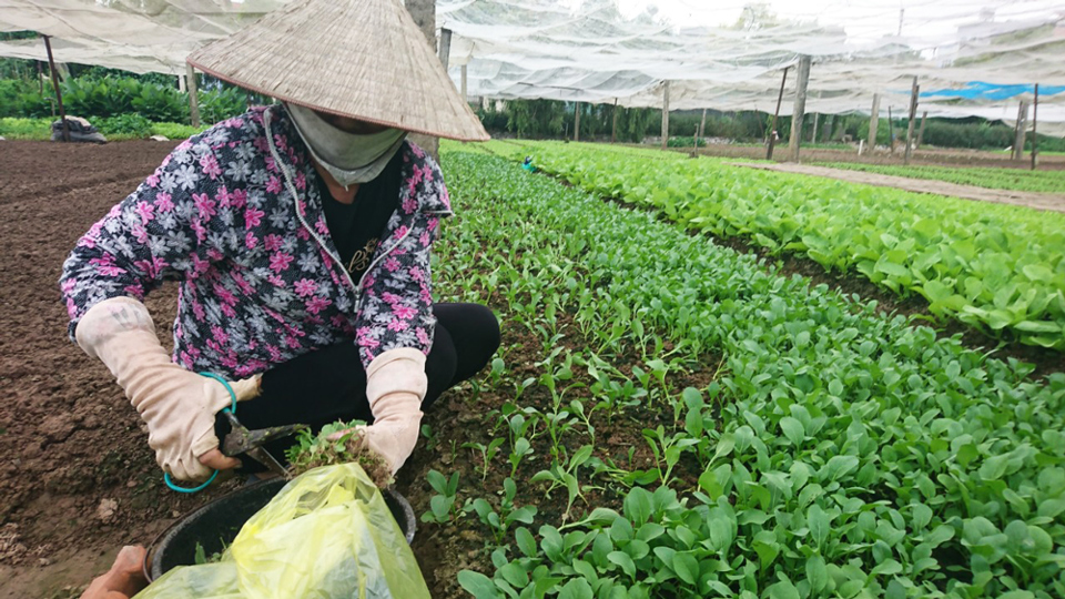 Hợp tác xã Lĩnh Nam đẩy mạnh cung ứng nông sản vào chuỗi hàng hóa tiêu dùng - Ảnh 6