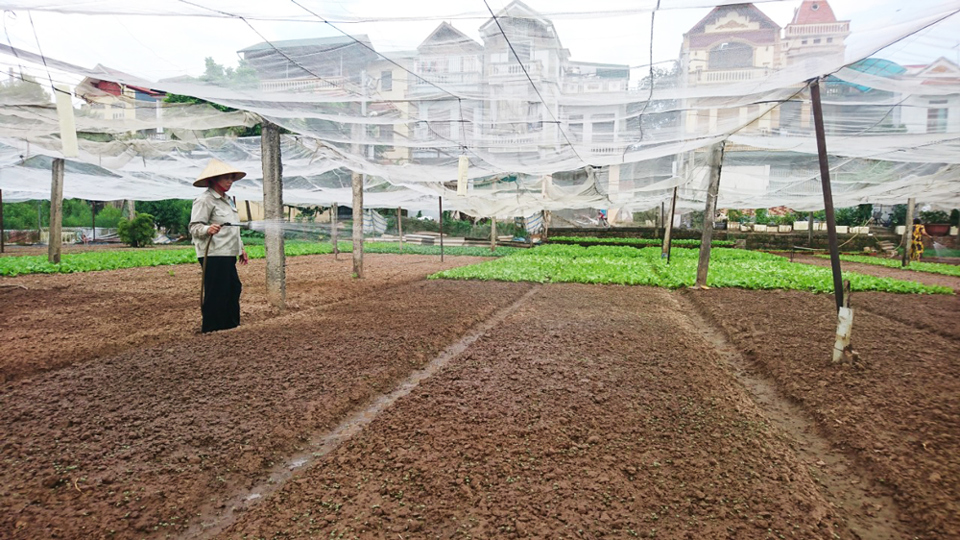Hợp tác xã Lĩnh Nam đẩy mạnh cung ứng nông sản vào chuỗi hàng hóa tiêu dùng - Ảnh 3