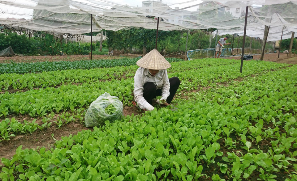 Hợp tác xã Lĩnh Nam đẩy mạnh cung ứng nông sản vào chuỗi hàng hóa tiêu dùng - Ảnh 7