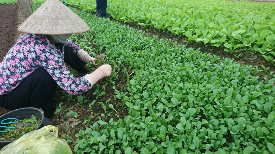 Hợp tác xã Lĩnh Nam đẩy mạnh cung ứng nông sản vào chuỗi hàng hóa tiêu dùng - Ảnh 5