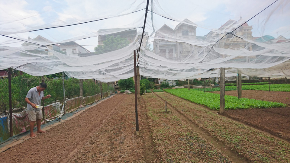 Hợp tác xã Lĩnh Nam đẩy mạnh cung ứng nông sản vào chuỗi hàng hóa tiêu dùng - Ảnh 2