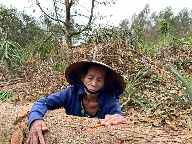 Quảng Ngãi: “Thủ phủ” cây ăn quả thất thủ sau mưa bão - Ảnh 2