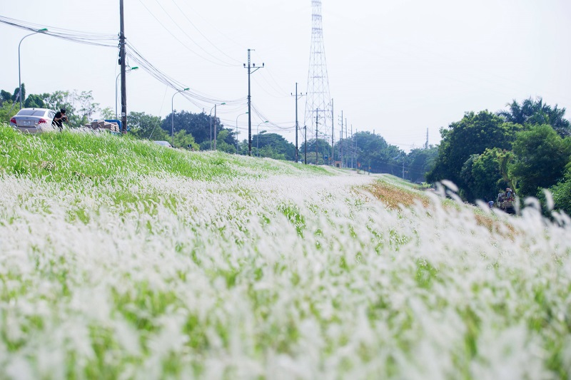 Ngắm cánh đồng cỏ tranh trắng lãng mạn giữa Thủ đô - Ảnh 1