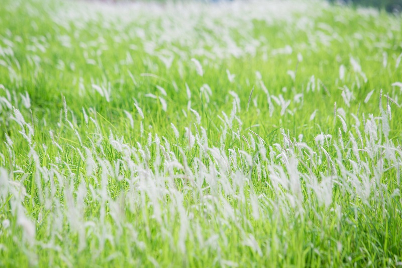 Ngắm cánh đồng cỏ tranh trắng lãng mạn giữa Thủ đô - Ảnh 4