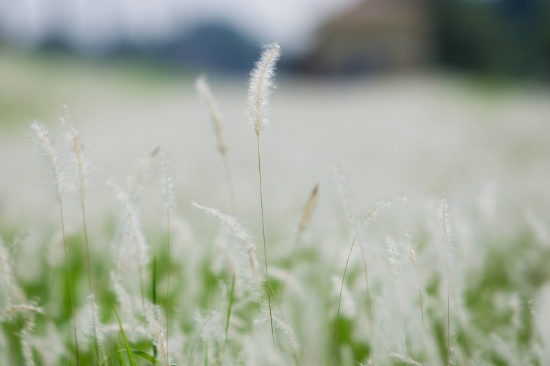 Ngắm cánh đồng cỏ tranh trắng lãng mạn giữa Thủ đô - Ảnh 5