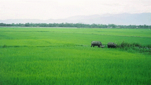 Chuyển hơn 209ha đất trồng lúa tại tỉnh Thanh Hóa sang đất phi nông nghiệp - Ảnh 1