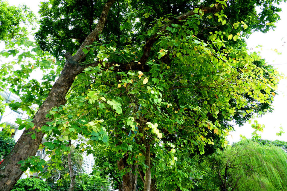 Mùa Thu Hà Nội đẹp lãng mạn với những hàng cây chuyển màu - Ảnh 2