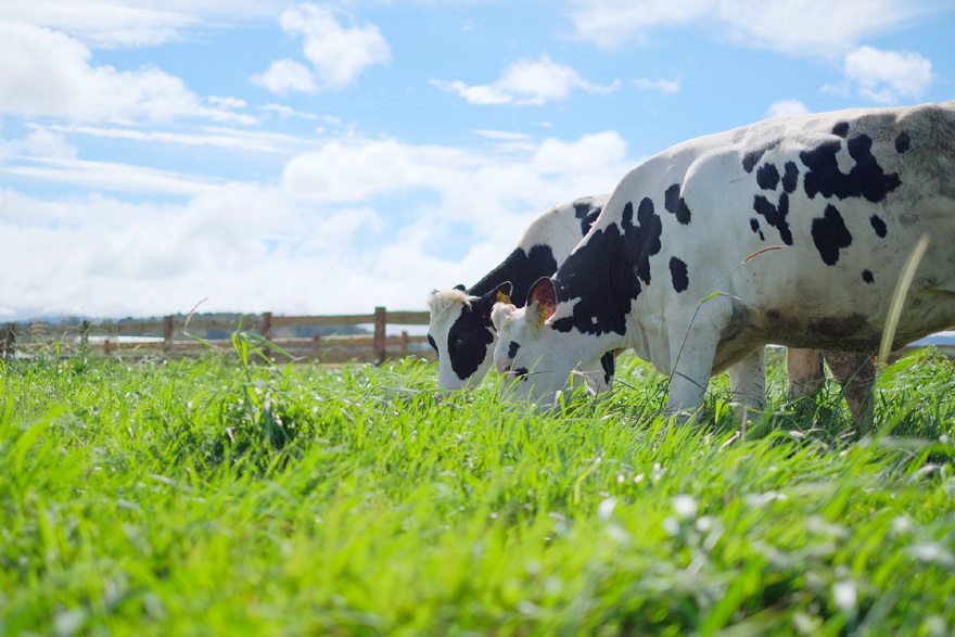 Phát triển nông nghiệp theo hướng bền vững: Nhìn từ hệ thống trang trại bò sữa Vinamilk - Ảnh 2